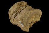 Unidentified Dinosaur Caudal Vertebra - Aguja Formation, Texas #116735-3